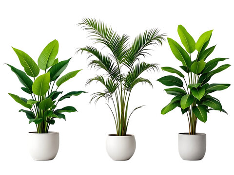 A trio of lush potted houseplants featuring large green leaves and a palmlike plant isolated on a clean white background transparent background