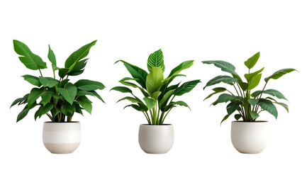 Fototapeta premium Three lush green potted houseplants with vibrant leaves and white ceramic pots arranged side by side on a clean white background transparent background