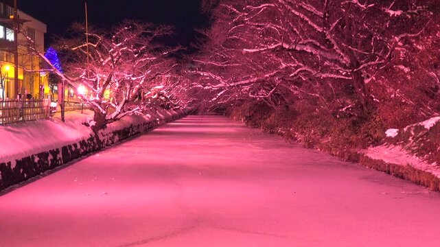 冬に咲くさくらライトアップ