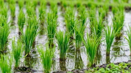 Fototapeta premium Lush Green Rice Plants Growing in Waterlogged Rice Fields During Daylight Under Natural Lighting Conditions