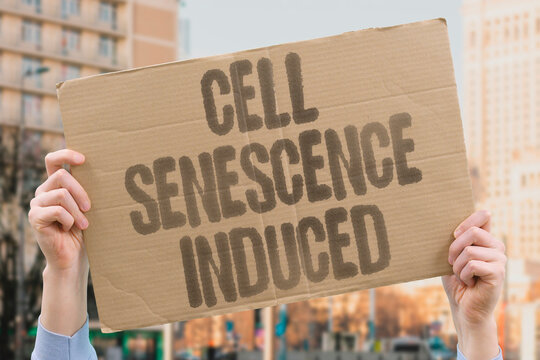 "Cell Senescence Induced" Force tumor cells into an irreversible growth arrest. AGING. ARREST. IRREVERSIBLE. STOP. REPLICATION.