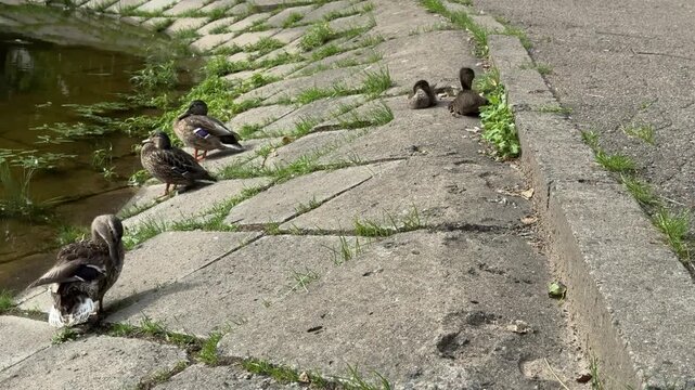 Wild ducks and ducklings resting on a concrete pond embankment on a sunny day. Urban waterfowl family, summer park, lakeside wildlife