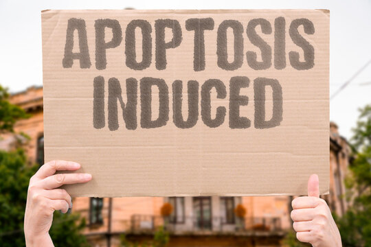 "Apoptosis Induced" Force the cancer cell to undergo programmed death. INDUCTION. PROGRAMMED. DEATH. CASPASE. ACTIVATION.