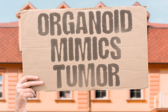 "Organoid Mimics Tumor" Grow a miniature version of a patient's cancer. ORGANOID. 3D. CULTURE. PATIENT. AVATAR.