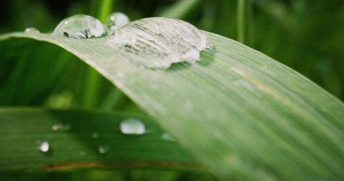 Slow motion water droplets rolling across grass leaf in morning meadow, macro probe lens.