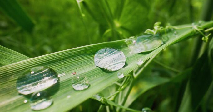 Slow motion water droplets sliding along green grass blade in meadow during dewy morning.