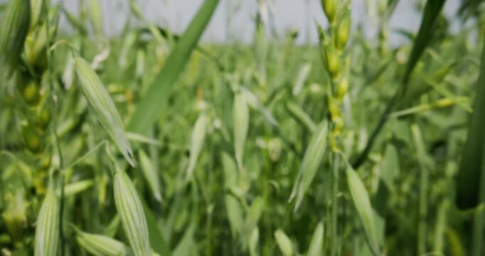 Slow motion oat seed heads swaying in green rural field close up pan tracking shot across crop plants.