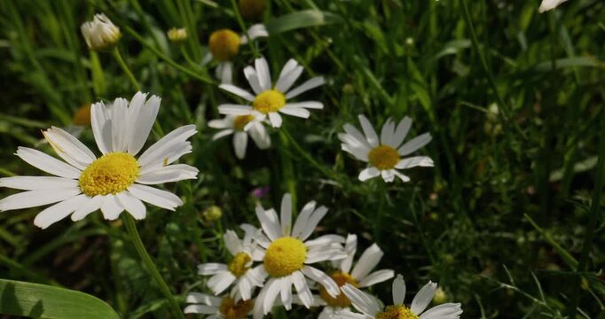 Slow motion close up of oxeye daisies swaying in grassy meadow during daytime.