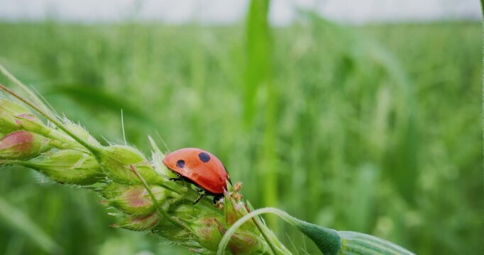 Tracking shot of ladybug crawling along grass seed head in green meadow closeup with slow lateral movement.