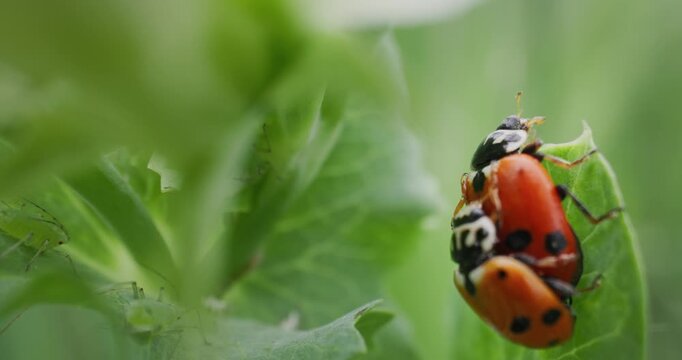 Slow motion macro of ladybugs mating on green leaf in garden with subtle tracking shot.