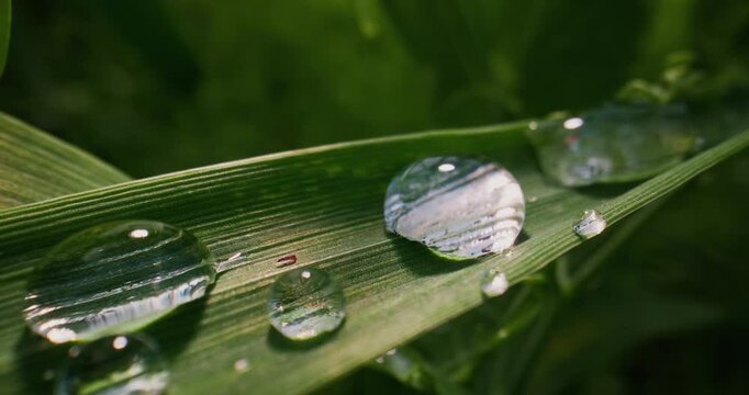 Slow motion close up of dew water droplets resting and sliding on grass blade in morning meadow.