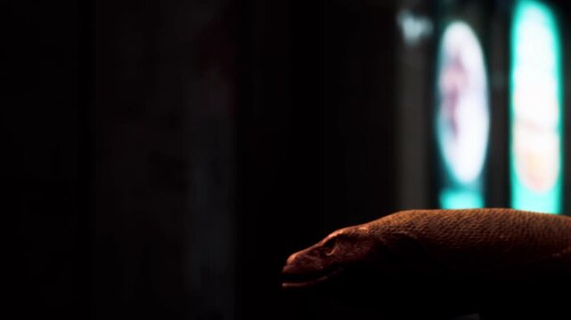 A lizard is present in a dimly lit indoor space. The lizards head is close to a bright circular light. Shadows and muted colors surround it while it explores its setting.
