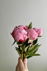 Womans hand is holding bouquet of fresh pink peonies © Natalia