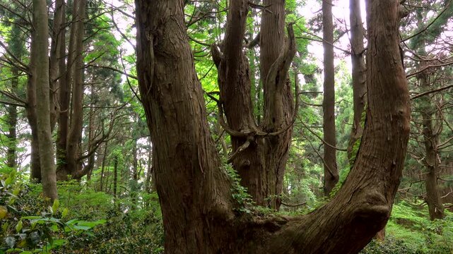 幻想の森