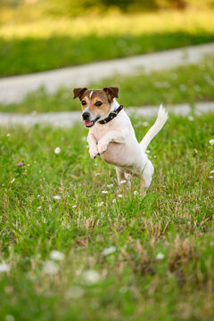 Energetic and joyful Jack Russell Terrier puppy captured in mid-air while jumping on green grass lawn with wild daisies. Portrait of active pet lifestyle, domestic animal play, walk dog, cute puppy
