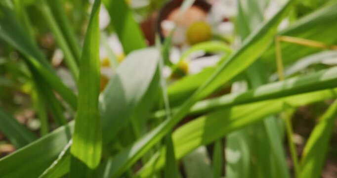 Macro probe lens shot daisy flowers and green grass emerging from clay pot in garden, concept of microplastic pollution.