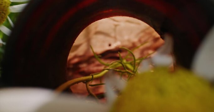 Tracking shot of daisies and grass moving through garden soil toward small clay jar from low ground level handheld movement.