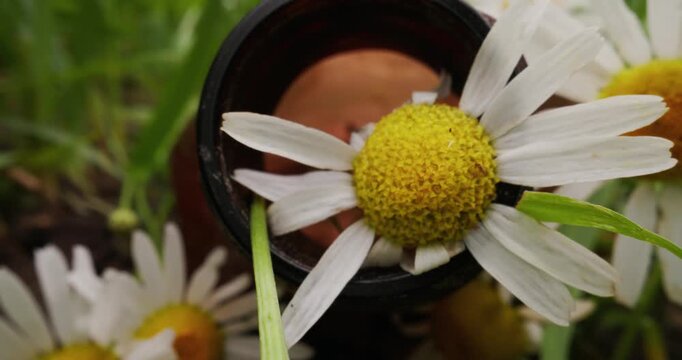 Macro probe lens shot daisies swaying through grass in garden close up lateral pan, concept of microplastic pollution.
