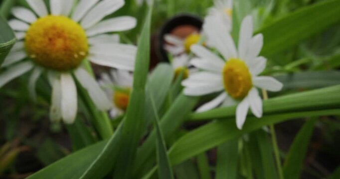 Slow motion close up daisies swaying among garden grass and clay pot rim in backyard, Macro probe lens shot.