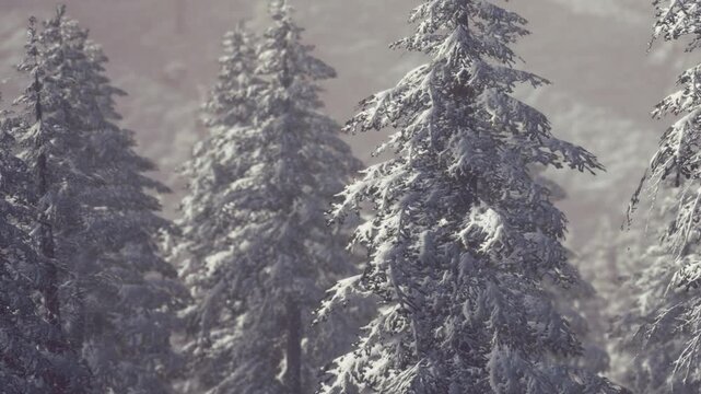 Snow falls on evergreen trees in a dense forest. The scene shows a winter day with frost covering branches. The atmosphere is cold and quiet, surrounded by natural beauty.