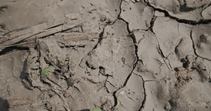 Macro probe lens shot cracked dry mud surface on river basin mudflat, top view.