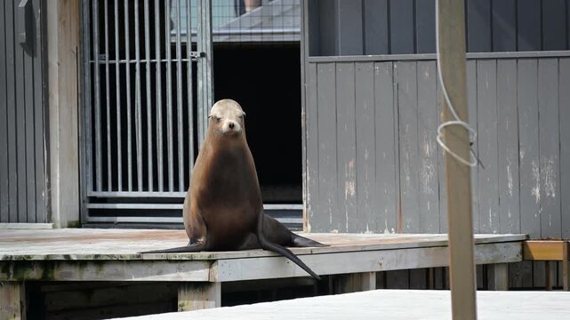 A California sea lion (Zalophus californianus) on the edge of a platform making sounds