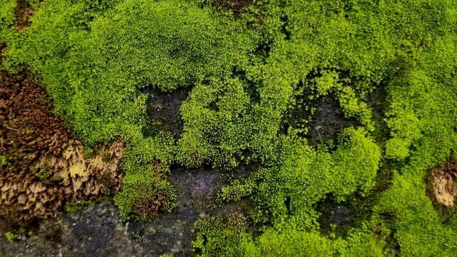 Macro view of lush green moss covering an old wall surface texture nature plant background organic
