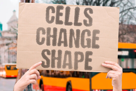 "Cells Change Shape" Malignant transformation alters cellular morphology. MORPHOLOGY. DYSPLASIA. ATYPIA. TRANSFORMATION. CYTOLOGY.