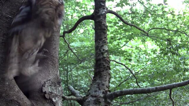 Waldkauz (Strix aluco)