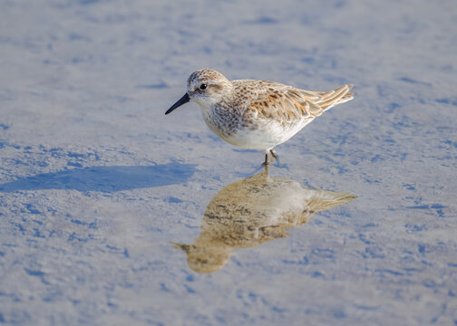 Little stint, Calidris minuta, the wading bird walking through the water, S'Albufereta Natural Reserve, Mallorca, Spain  