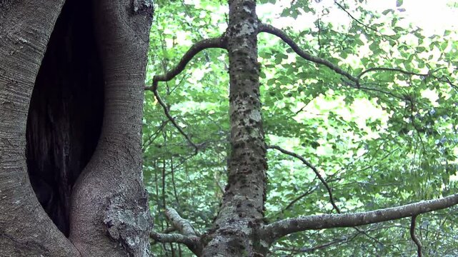 Waldkauz (Strix aluco)