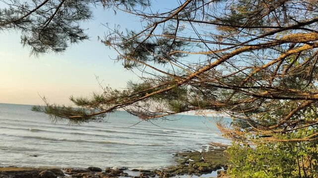 Tree branches framing tropical beach landscape with waves washing over rocky shore at sunset