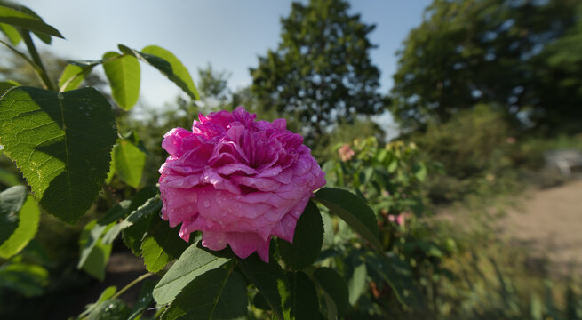 Im Garten im Juli ist es so hei&szlig; und trocken die sch&ouml;ne alte englische Rose geht es gut im Halbschatten 