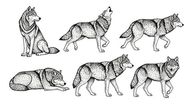 A High-Quality Collection Of Six Detailed Hand-Drawn Illustrations Featuring Various Poses Of Majestic Wolves Captured In Intricate Monochrome Ink Art