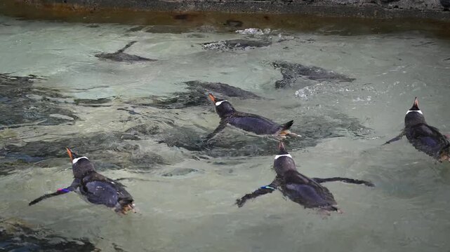 Gentoo penguins (Pygoscelis papua) swimming around in clear water