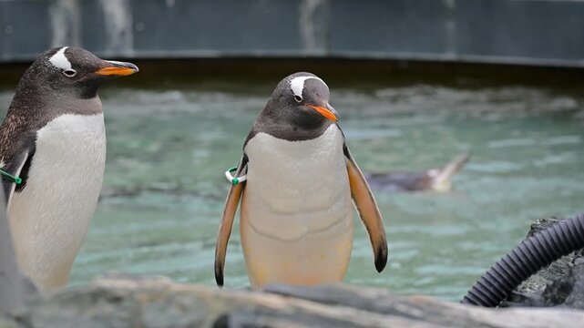 Two Gentoo penguins (Pygoscelis papua) interacting