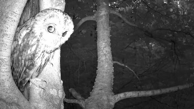 Waldkauz (Strix aluco)