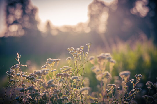 Edle Schafgarbe (Achillea Nobilis) in der Morgensonne