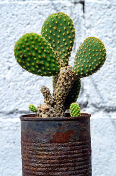 nopalito, suculenta, cactaceae, f&aacute;brica, pote, flor, naturaleza, &aacute;rbol, aislada, bot&aacute;nica, suculenta, decoraciones, hojas, maceta, planta de interior, desierta, huerta, navida, objeto, flora, espina, 