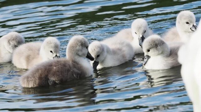 H&ouml;ckerschwan K&uuml;ken auf der Mosel (Cygnus olor