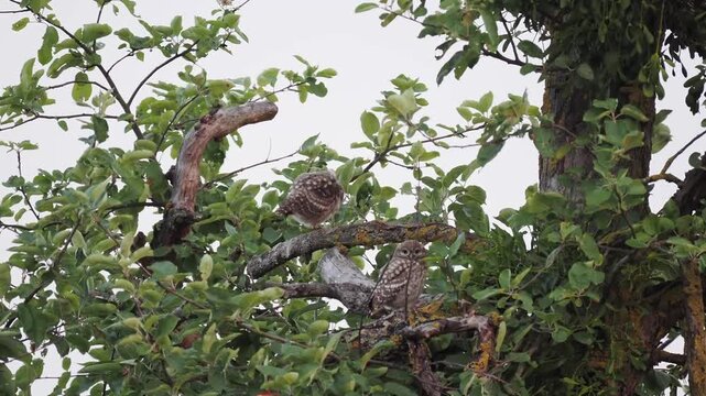 Fl&uuml;gger, junger Steinkauz (Athene noctua)