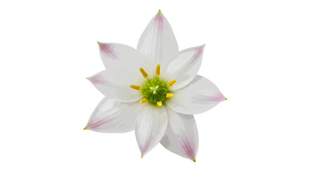Fototapeta premium Vector illustration of beautiful white flower with pink tips on a transparent background