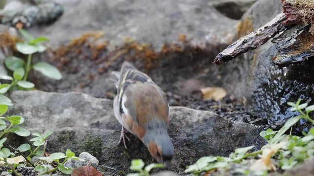 Buchfink trinkt (Fringilla coelebs)
