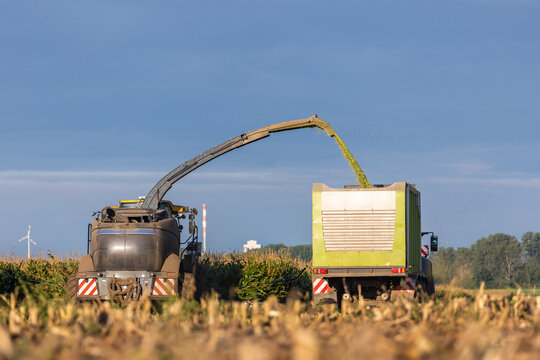 Modern forage harvester combiner harvesting silage maize corn tractor trailer corn field warm sunny autumn morning with overcast cloudy sky. Heavy agricultural machinery work. Livestock feeding corn