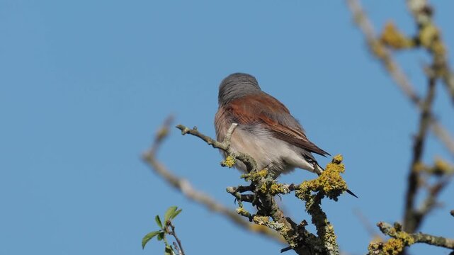 Neunt&ouml;ter (Lanius collurio)
