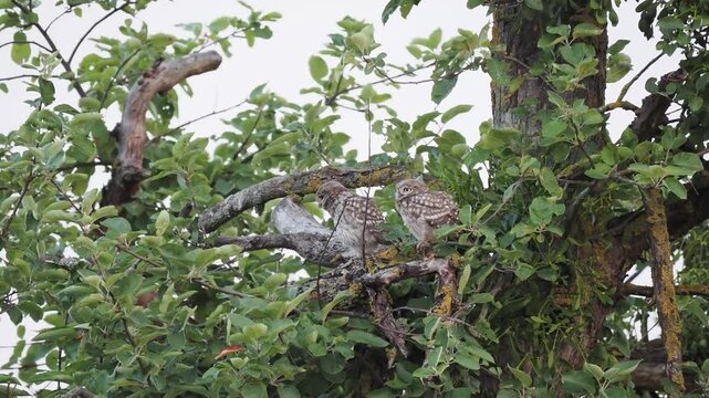 Fl&uuml;gger, junger Steinkauz (Athene noctua)