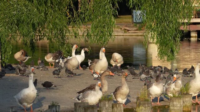 A family of wild geese resting together on a wooden pier along the shore of a peaceful lake. The birds enjoy a calm moment in their natural habitat, surrounded by tranquil waters and scenic lakeside.
