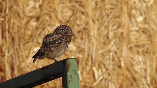 Fl&uuml;gger, junger Steinkauz (Athene noctua)