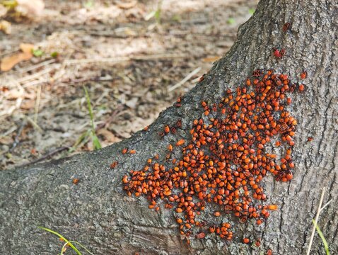 Large group of red firebugs Pyrrhocoris apterus on tree trunk root