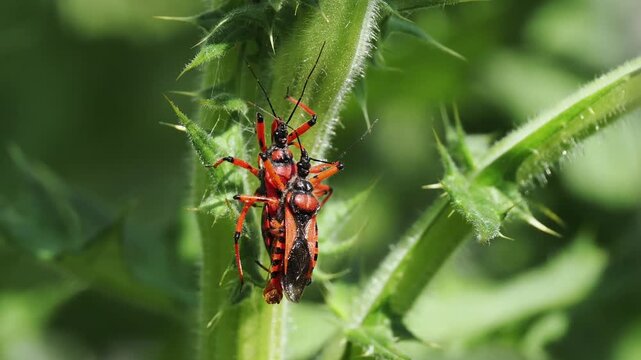 Rote Mordwanze Kopulation (Rhynocoris iracundus)